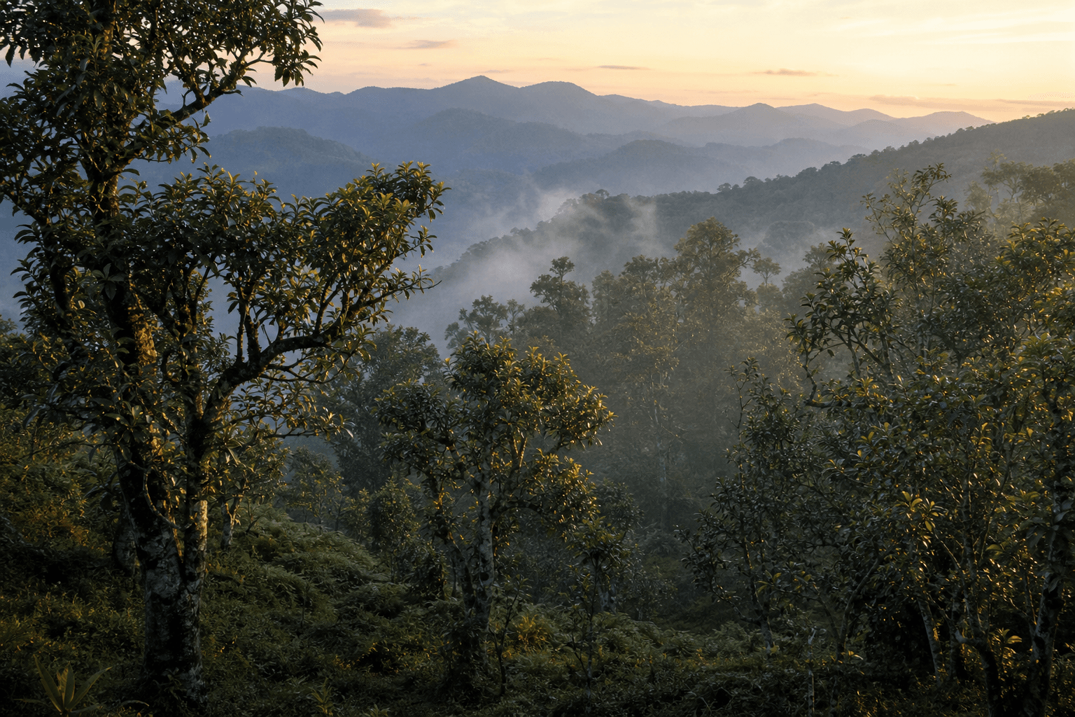 Old-growth assamica tea trees on a misty Menghai hillside, showing the broad leaves of Yunnan large-leaf tea