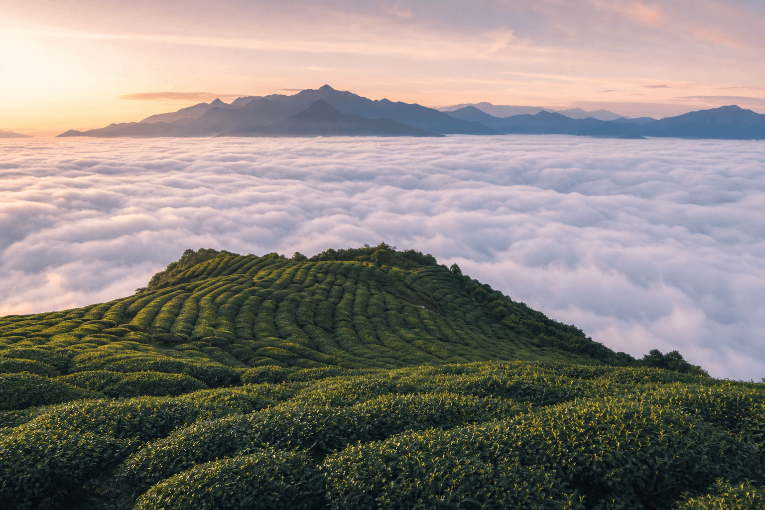 Terraced tea fields in the Alishan range rising above a sea of clouds at sunrise