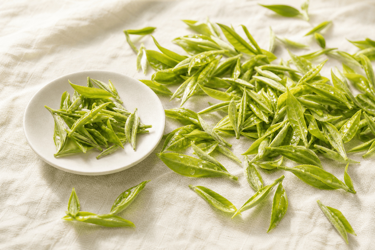 Fresh tender spring tea leaves with dewdrops on a soft cream surface