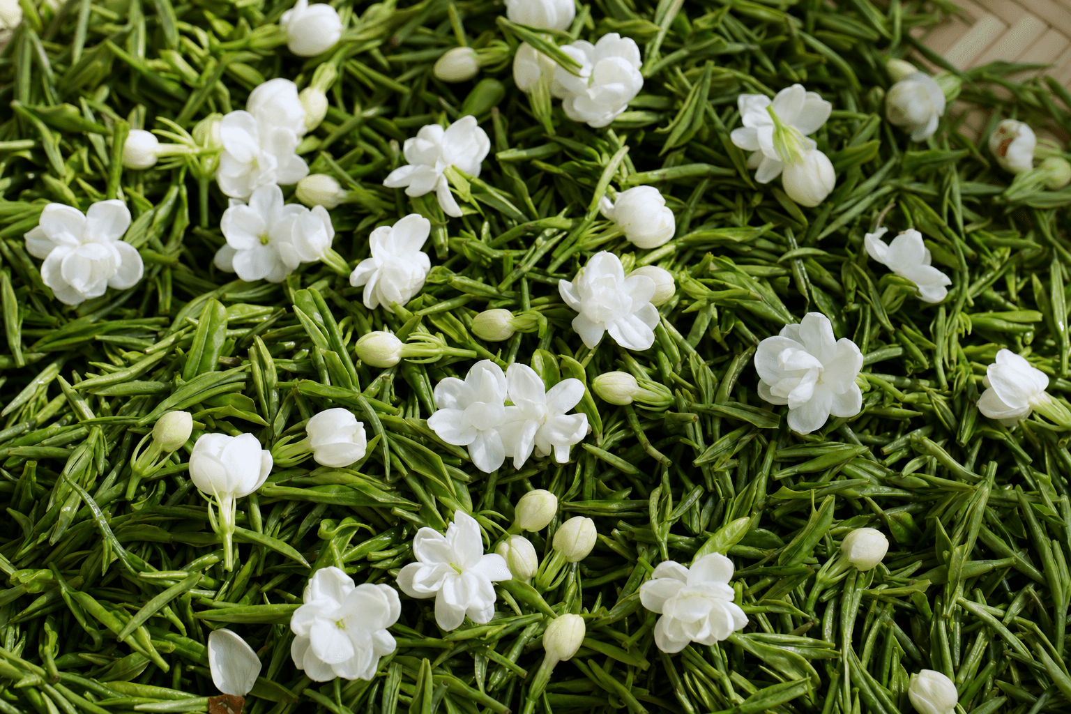 Fresh white jasmine blossoms scattered over loose slim green tea leaves during the jasmine scenting process