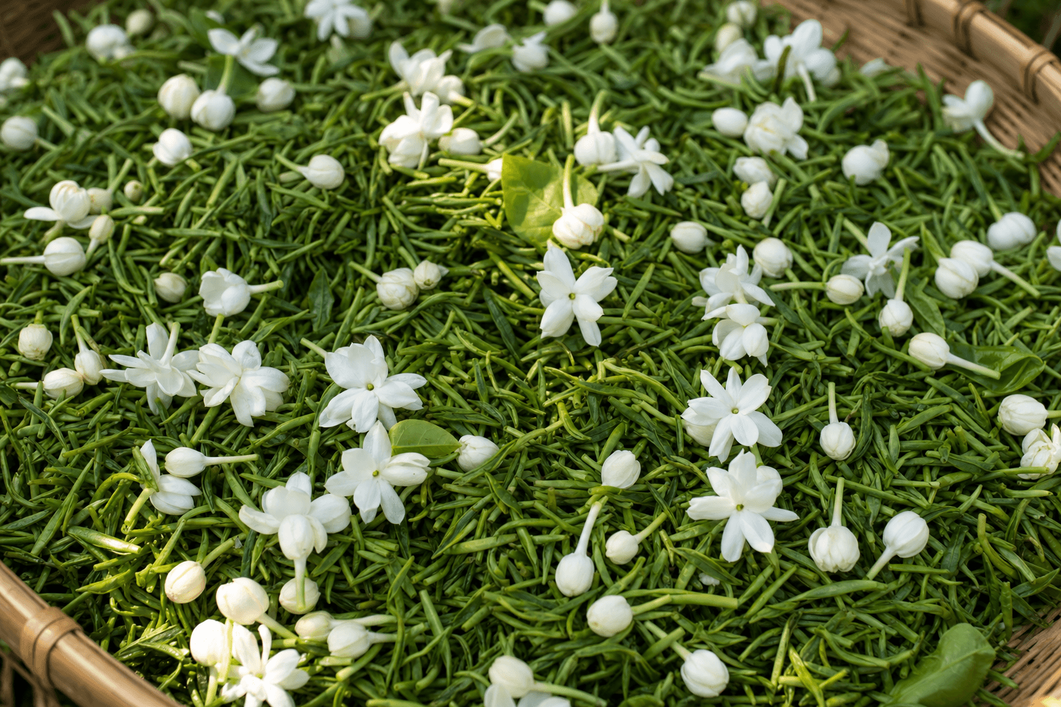Fresh white jasmine blossoms scattered over loose slim green tea leaves during the jasmine scenting process
