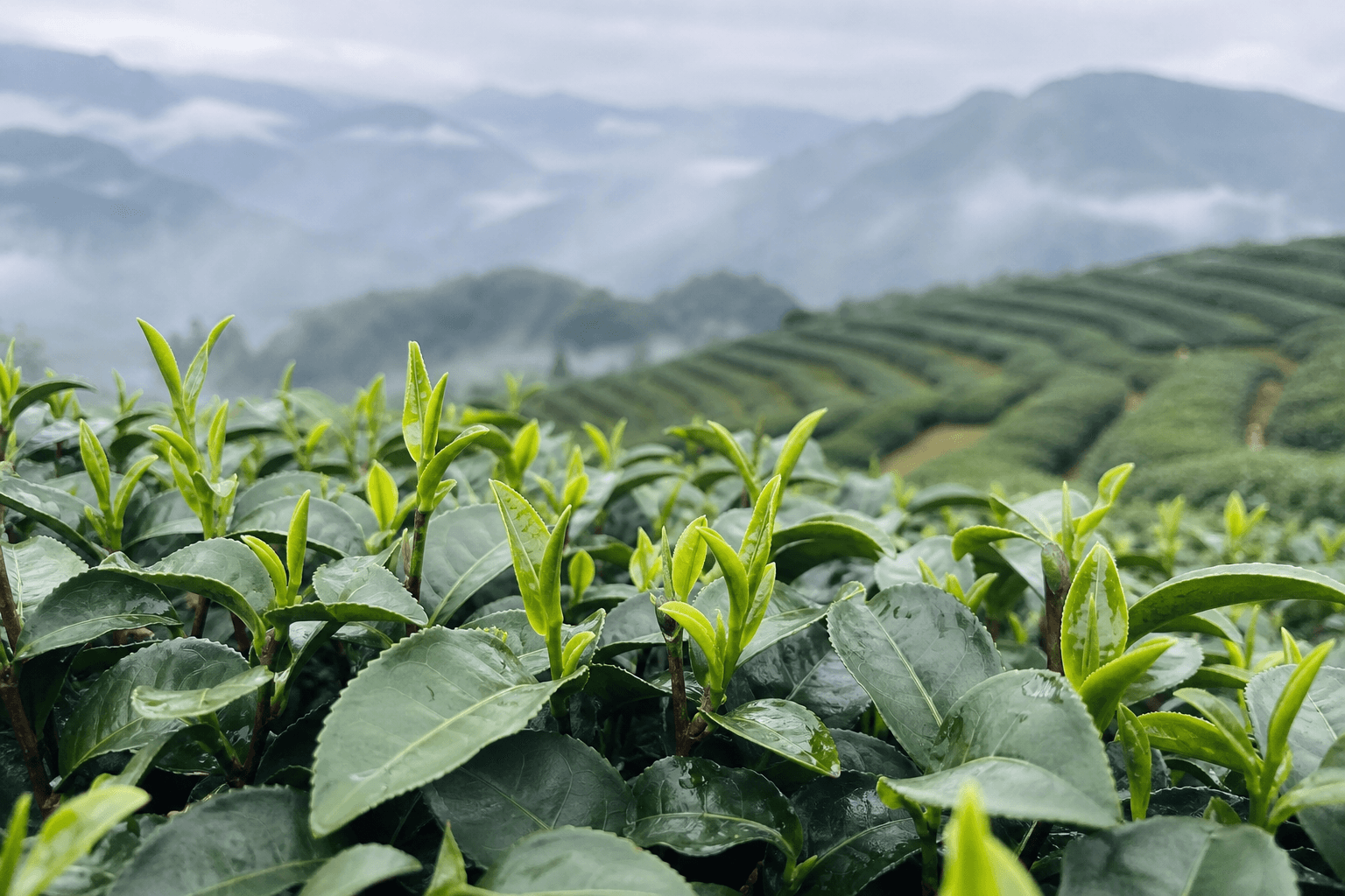 Fresh one-bud-two-leaves shoots on a rounded high-mountain tea bush in a neatly terraced Taiwanese tea garden on a misty morning