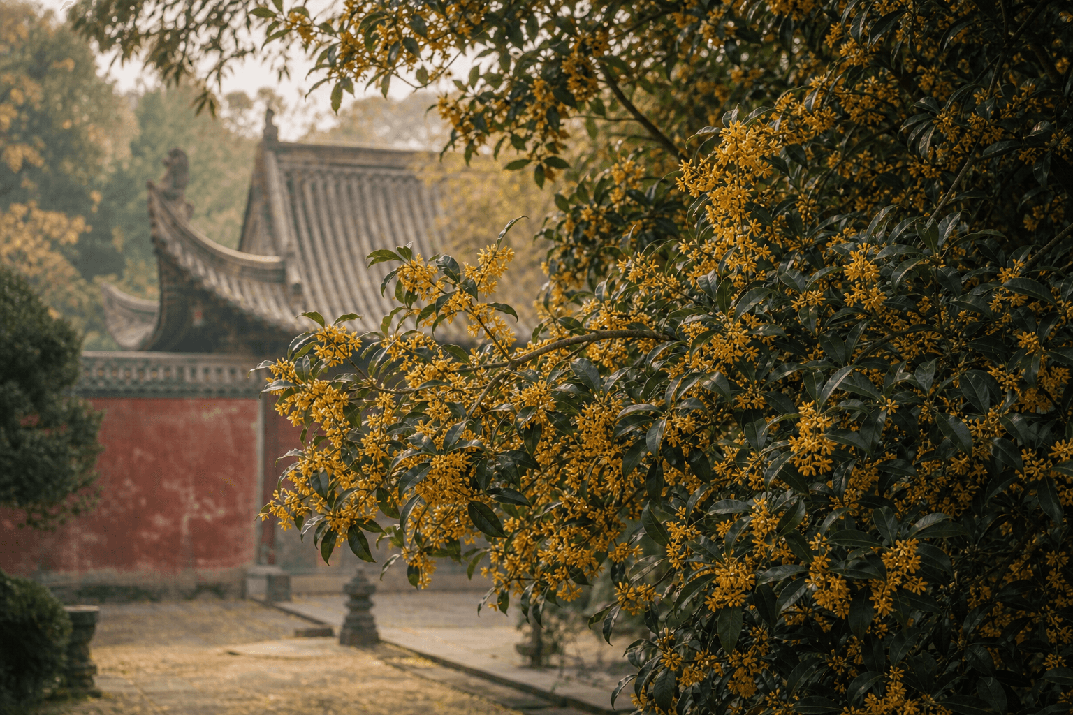 A flowering osmanthus tree in full autumn bloom with dense clusters of tiny golden flowers among glossy dark green leaves