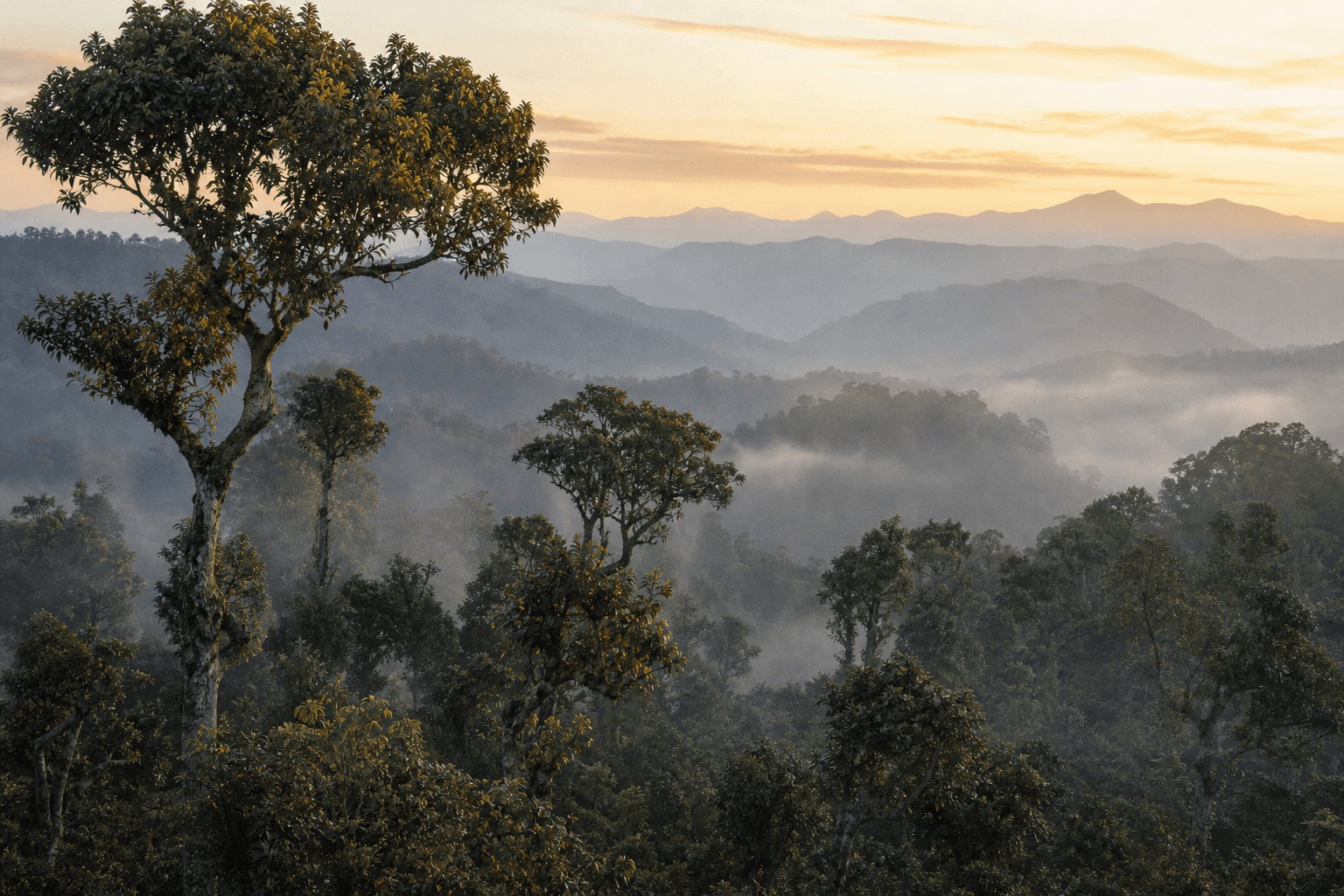 Misty Yunnan tea hills at dawn with old-growth assamica trees