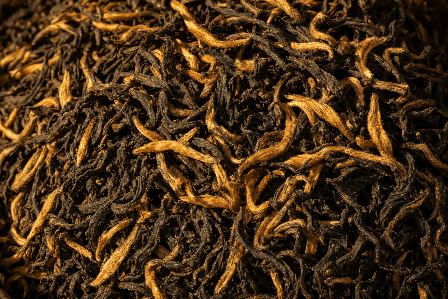 A close documentary view of wiry dark Yunnan black tea leaf dense with fat golden-tipped buds, warm golden-hour light