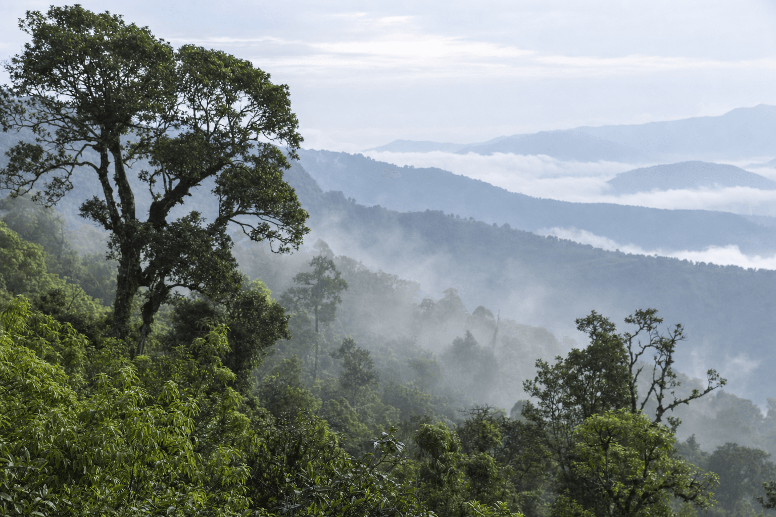 Misty old-growth tea trees on a Yunnan mountain slope in southwestern China at soft morning light