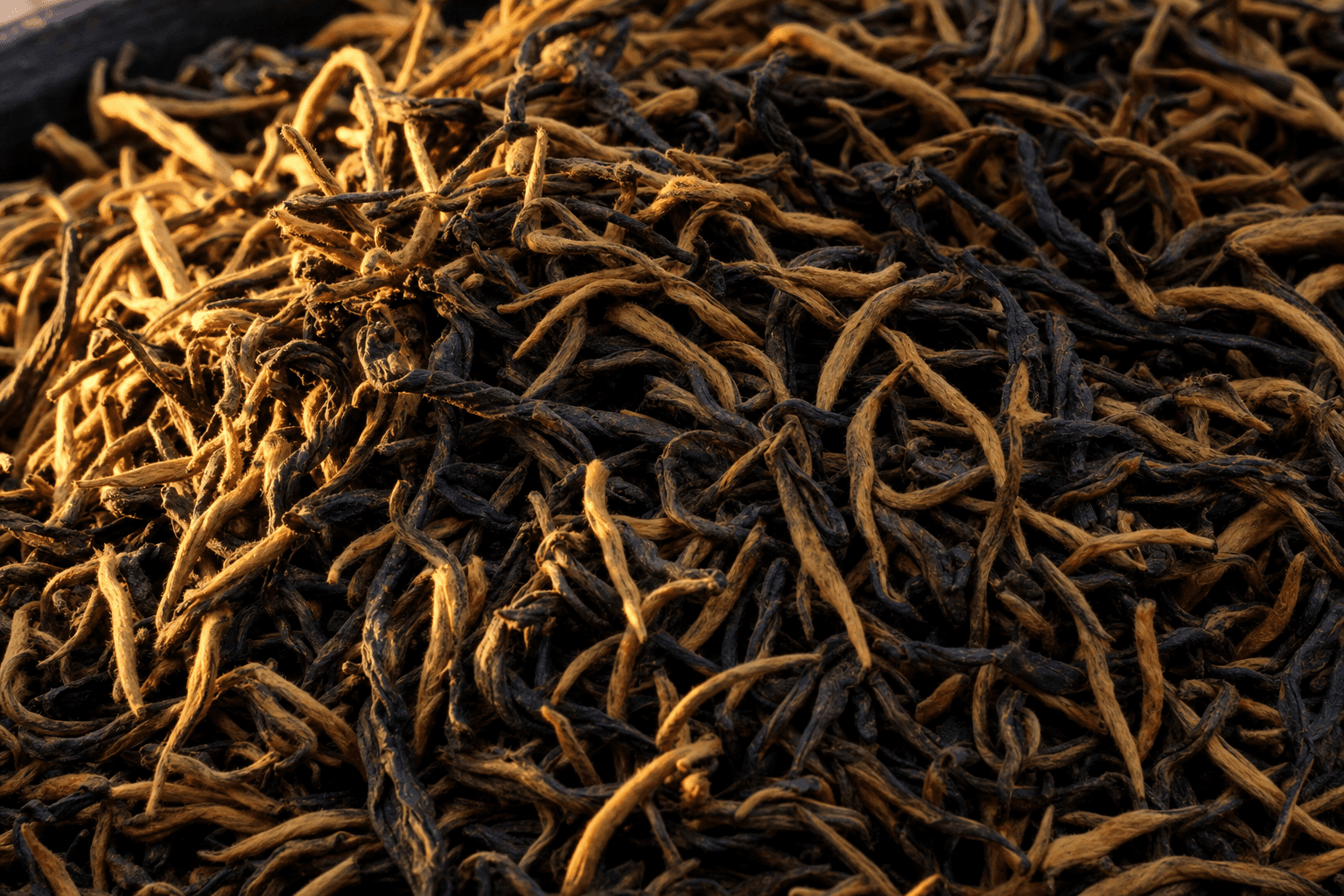 A close documentary view of wiry dark Yunnan black tea leaf dense with fat golden-tipped buds, warm golden-hour light