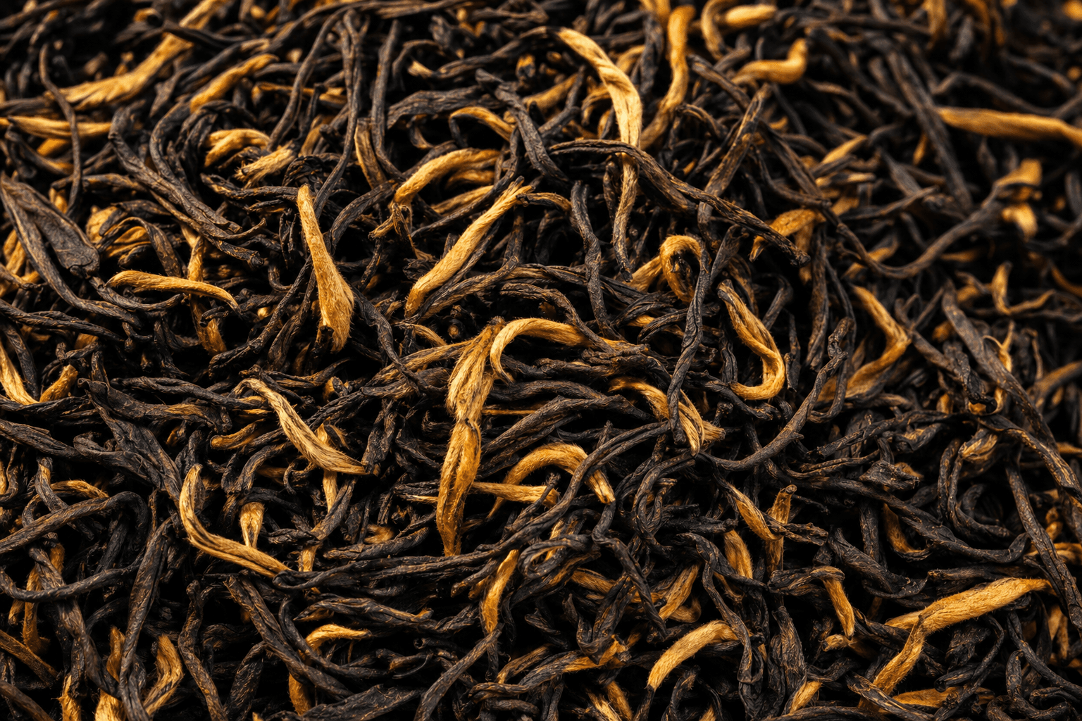 A close documentary view of wiry dark Yunnan black tea leaf dense with fat golden-tipped buds, warm golden-hour light