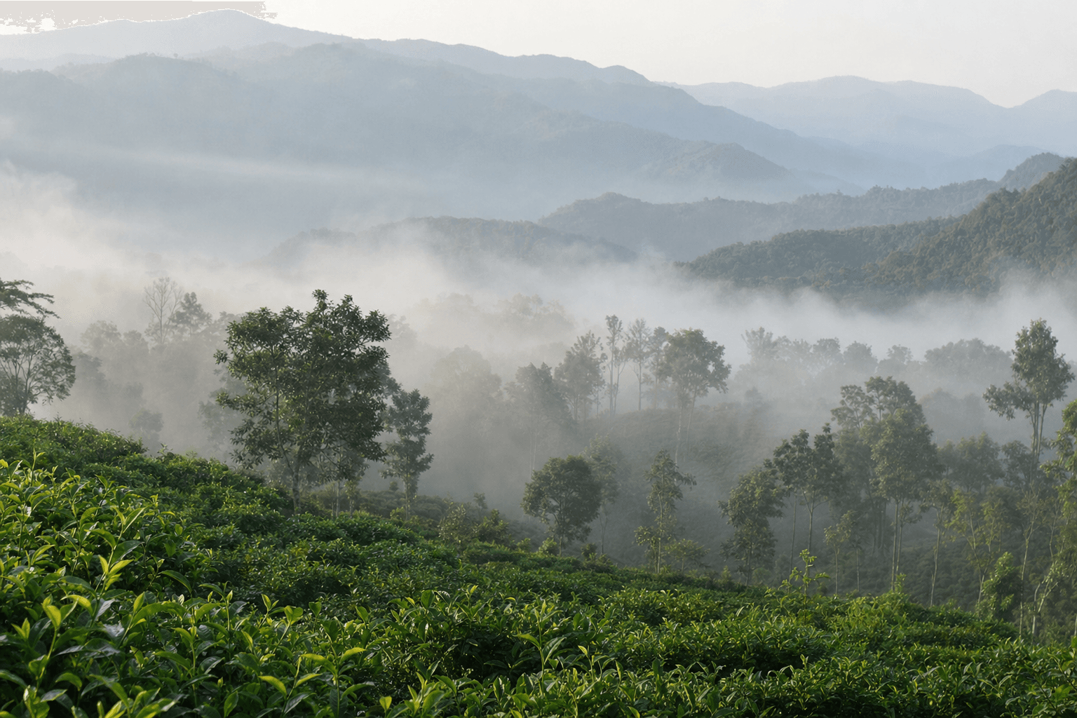 Misty tea mountains in Yunnan, southwestern China, with broad-leaf tea trees on the slopes