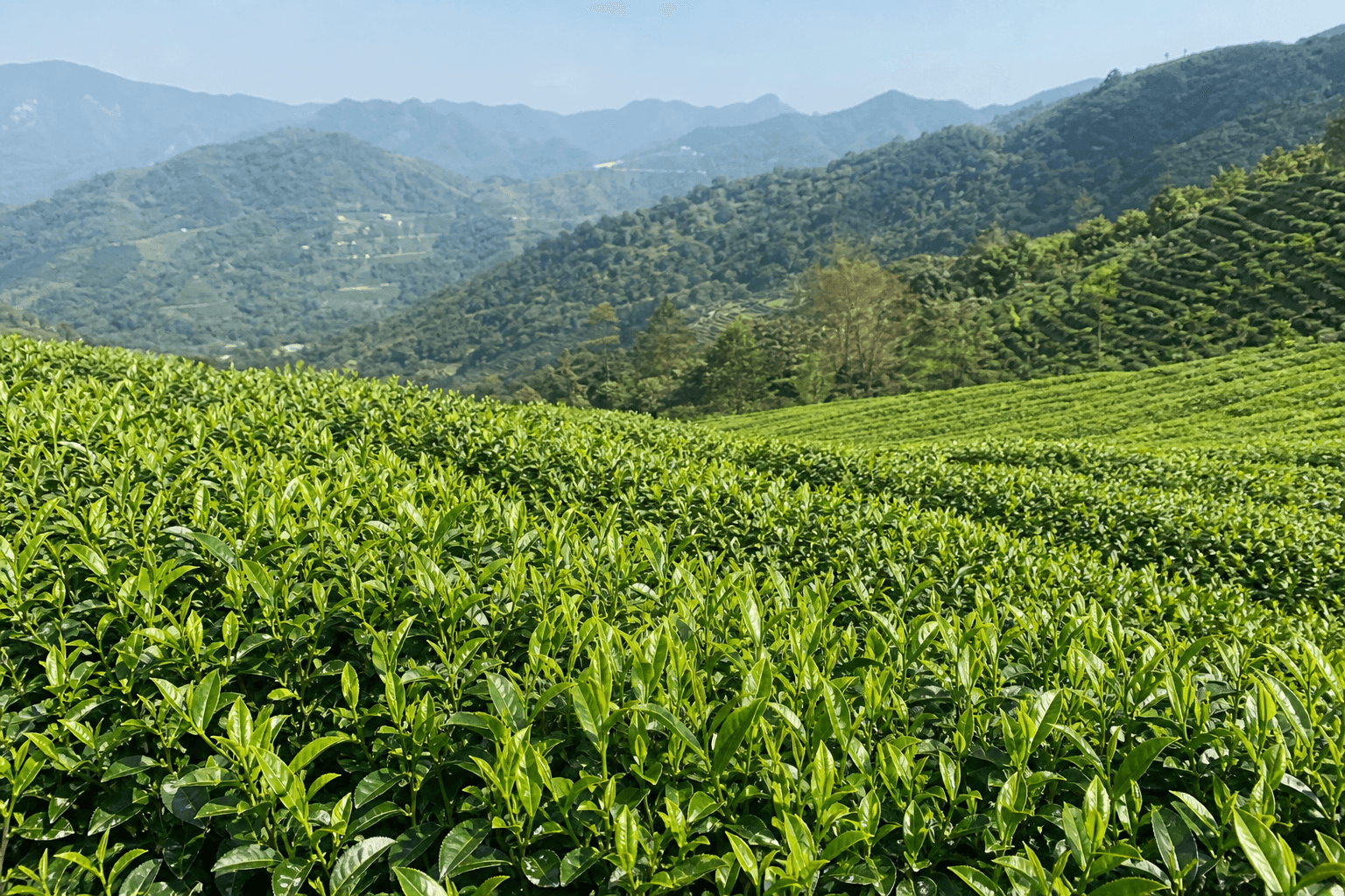 A sunlit high-mountain tea garden in central Taiwan with rows of bushes and fresh new shoots on a bright morning