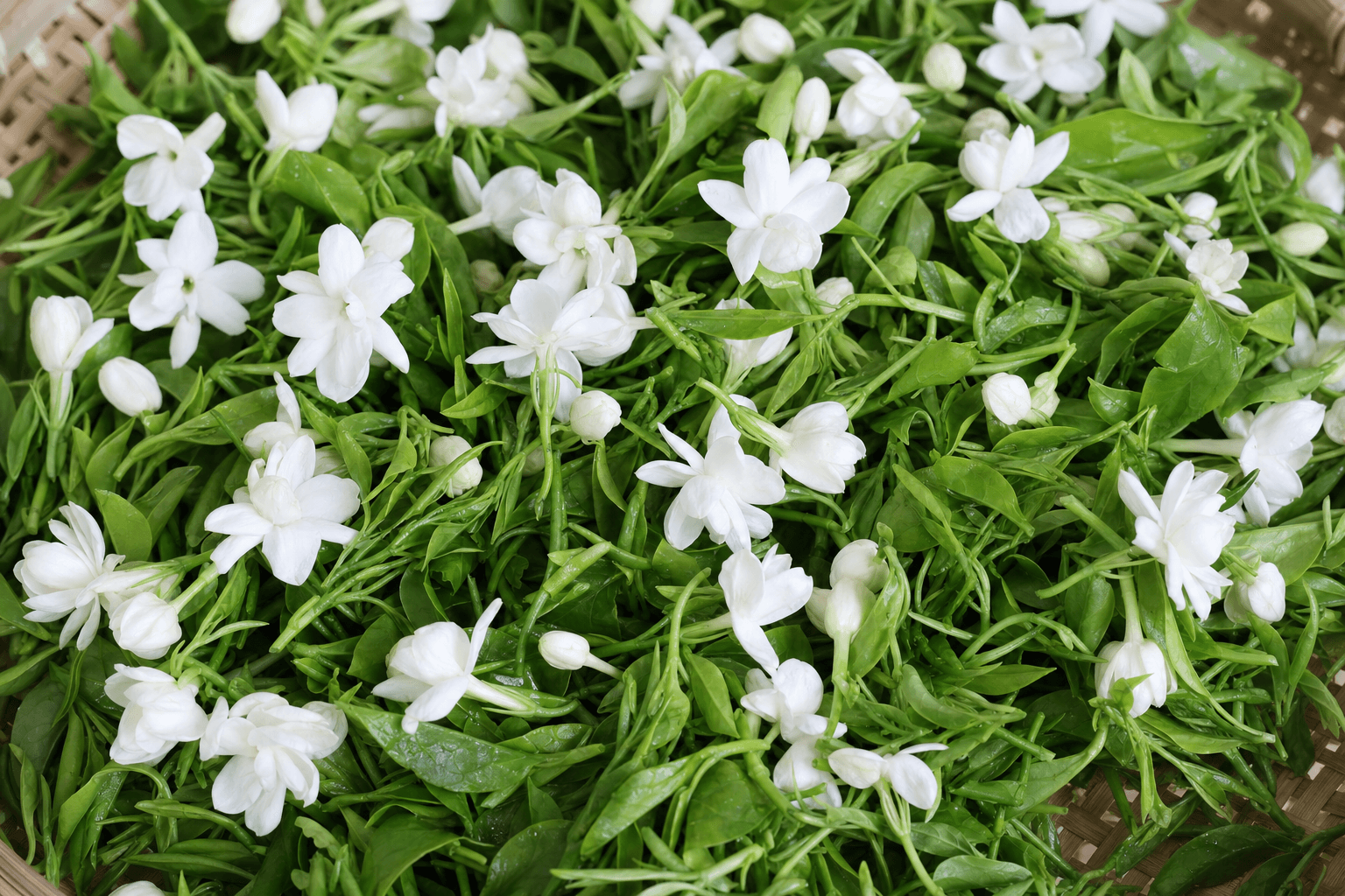 Fresh white jasmine blossoms layered over young green tea leaves during the jasmine scenting process