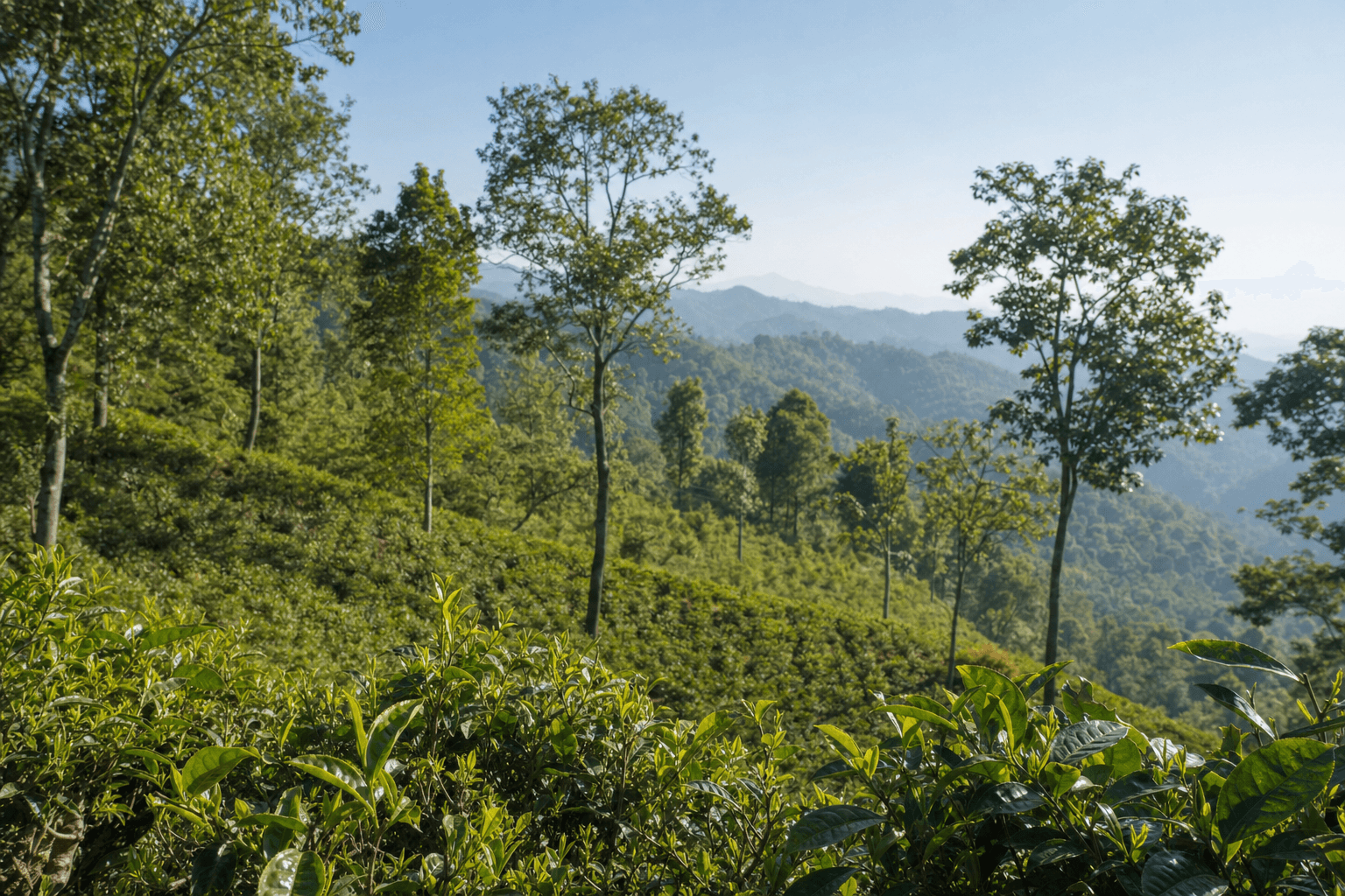Sunlit green tea mountains in Yunnan, southwestern China, with broad-leaf tea trees on the slopes